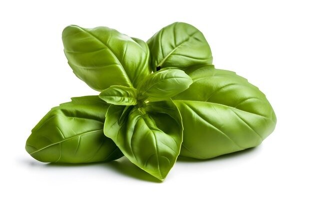 Basil