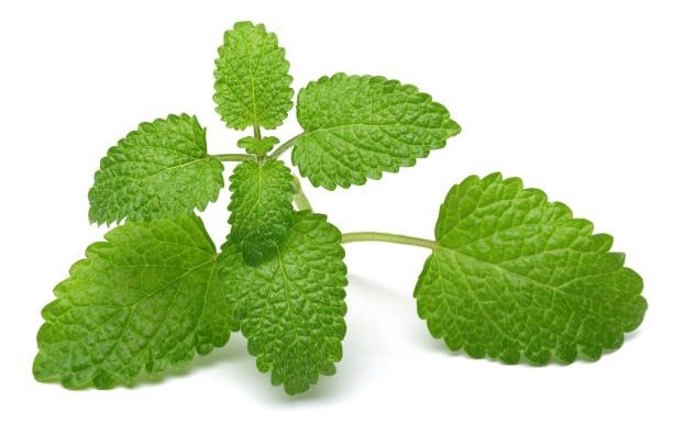 Lemon Balm