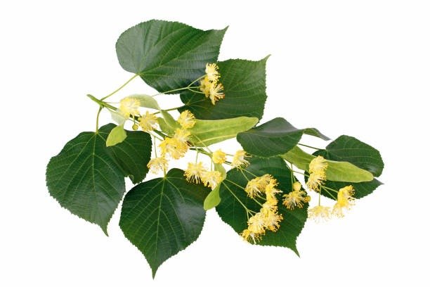 Linden