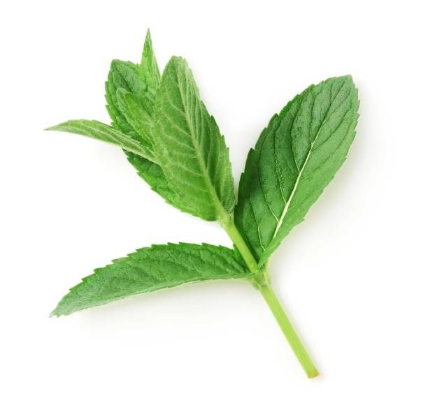 Mint