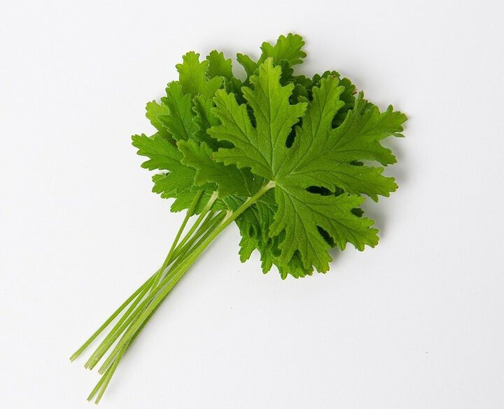 Scented Geranium 